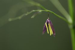 Wild rice close up in a field