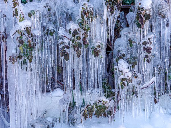 Frozen rose hedge encased in ice formations, Rougemont