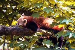 Red panda
