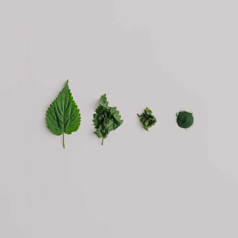 Row of nettle leaves on light background