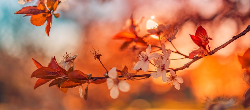 Branch of red cherry blossom, wide shot