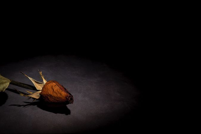 Dry red rose with dark background
