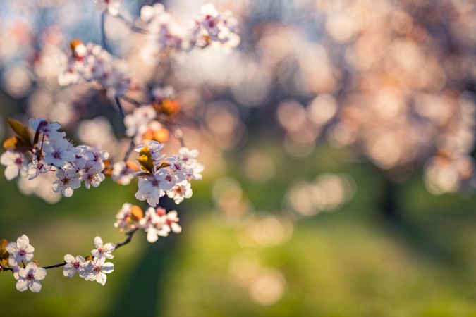 Landscape shot of  beautiful cherry blossoms in the spring with copy space