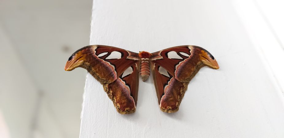 Large Atlas Moth Resting on Wall Indoors