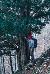 Male hiker standing next to green tree