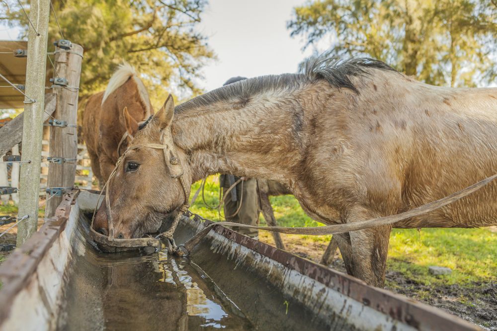 Horses drinking water in long drinker on barnyard