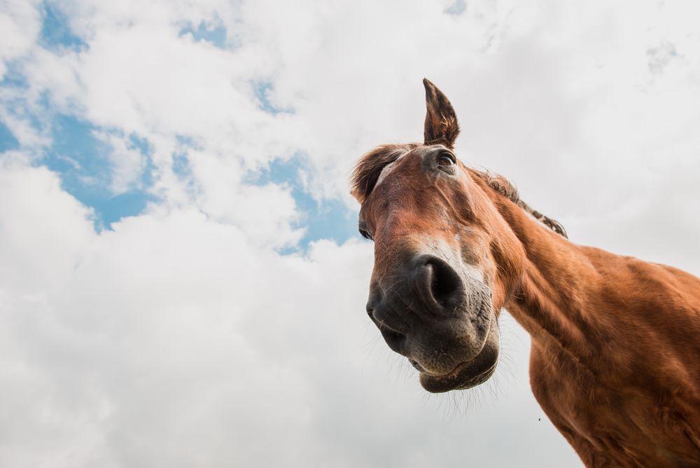 from below view of crop brown horse head in a cloudy background