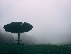 Early morning fog