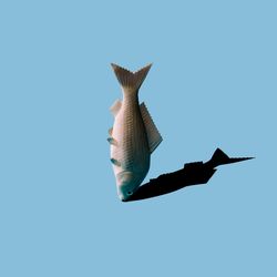 Upright fish and shadow on blue background