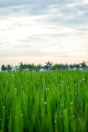 Vast green grassy field surrounded by trees in Indonesia