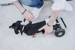 Man fixing wheelchair on dog