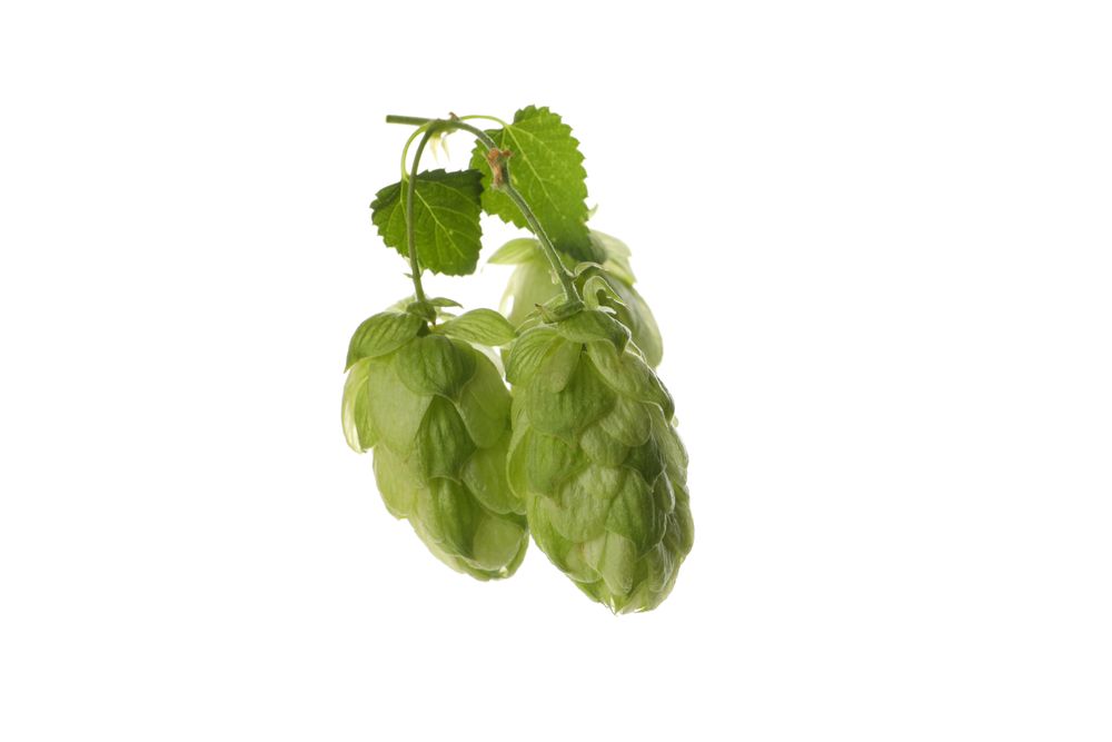 Fresh green hop isolated on light background