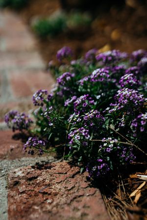 Purple flowers on path