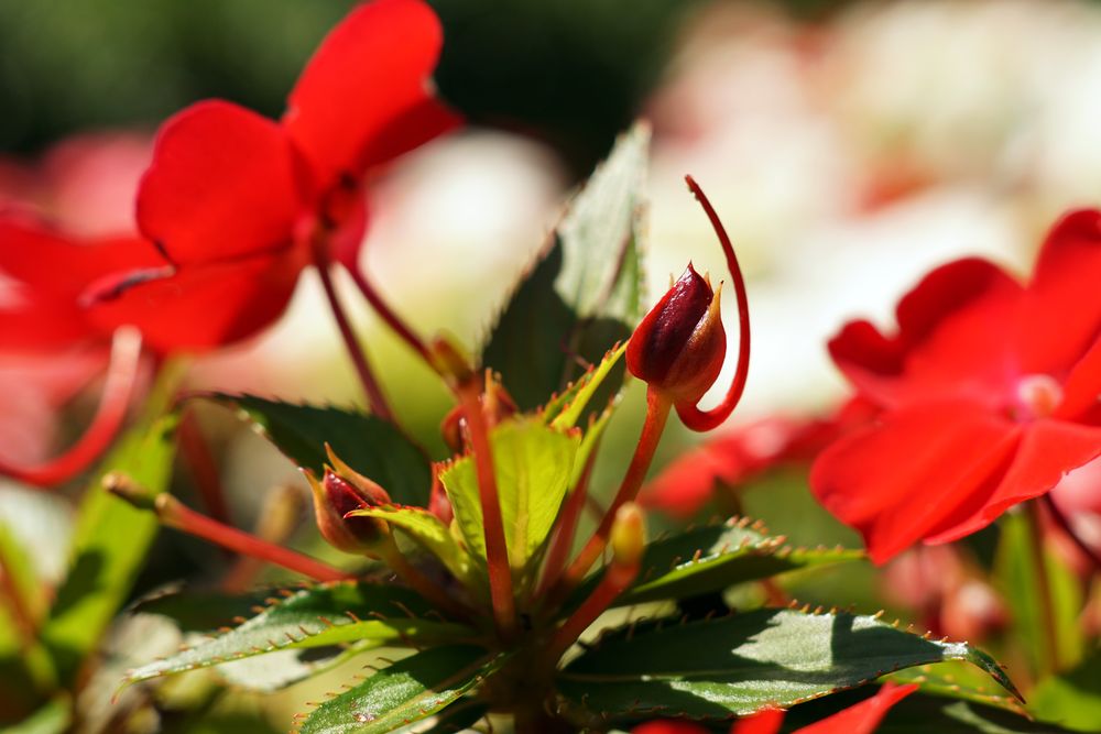 Bright red flowers on green bush in garden