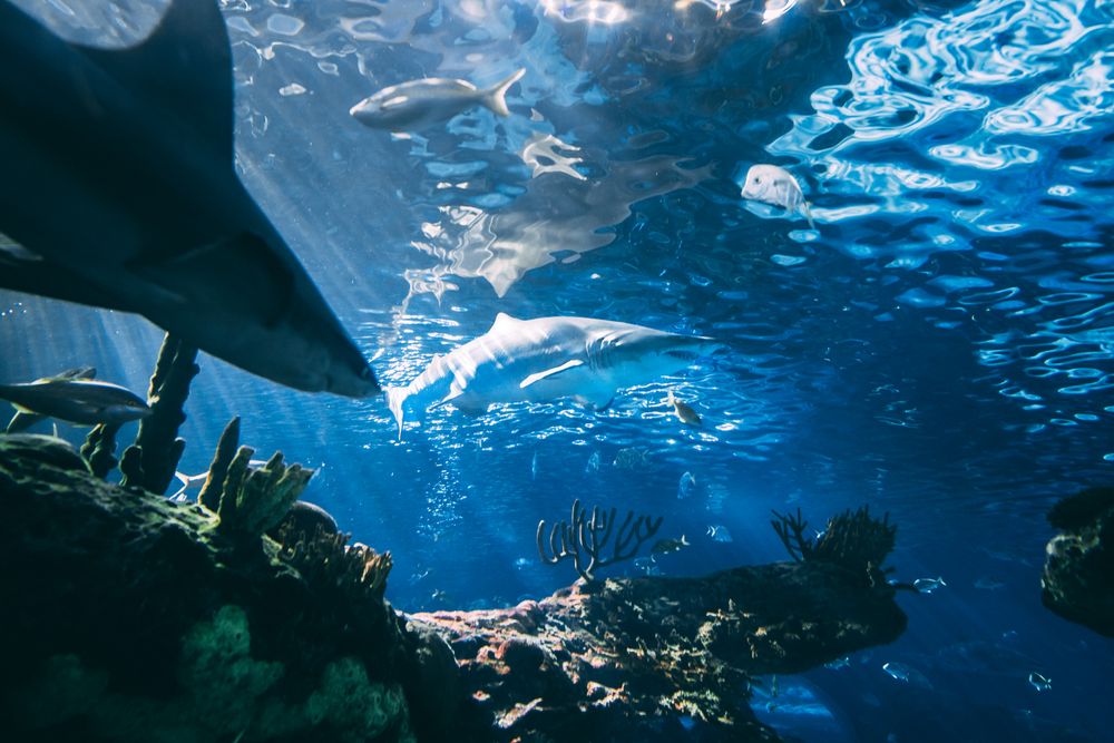 Underwater shot of sharks in ocean