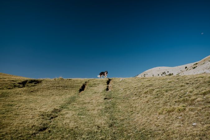 Dog walking on lush green hills in sunlight