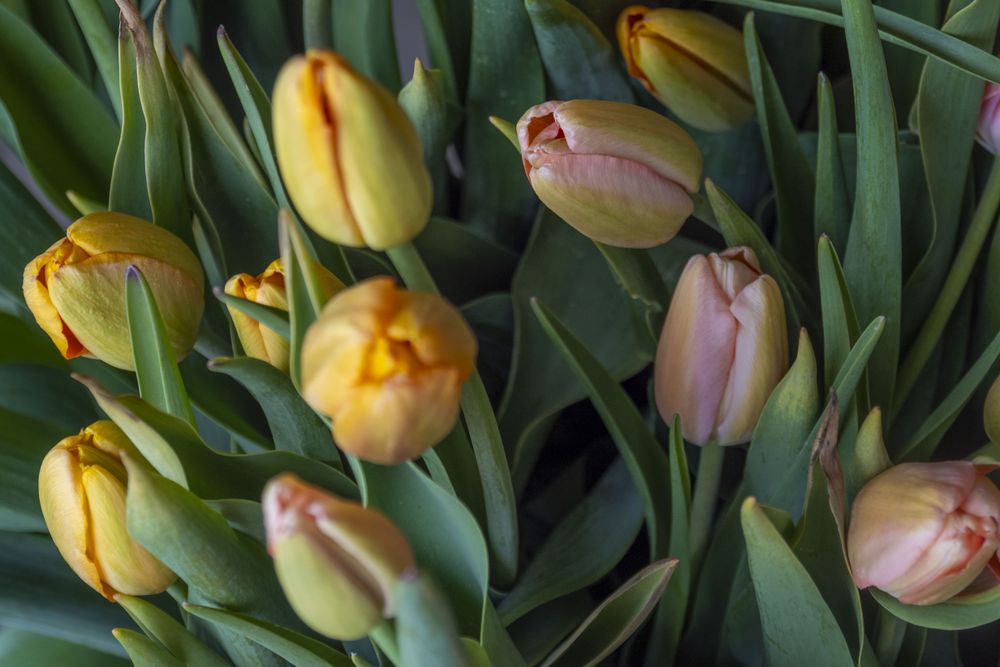 Bouquet of tulips on ground