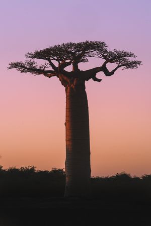 Wonderful sunset among giant baobabs