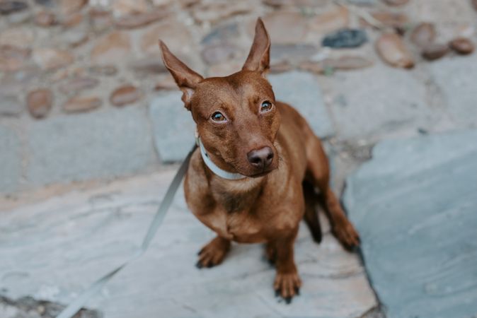 brown hound sitting on street pavement
