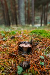 Fresh saffron mil cap (lactarius deliciosus) in pinewood