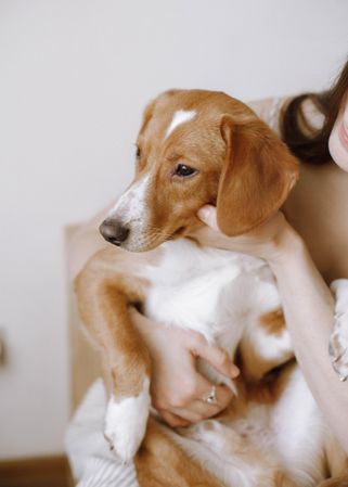 Woman holding beagle dog