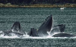 Pod of large whales feeding 4B2ZW4