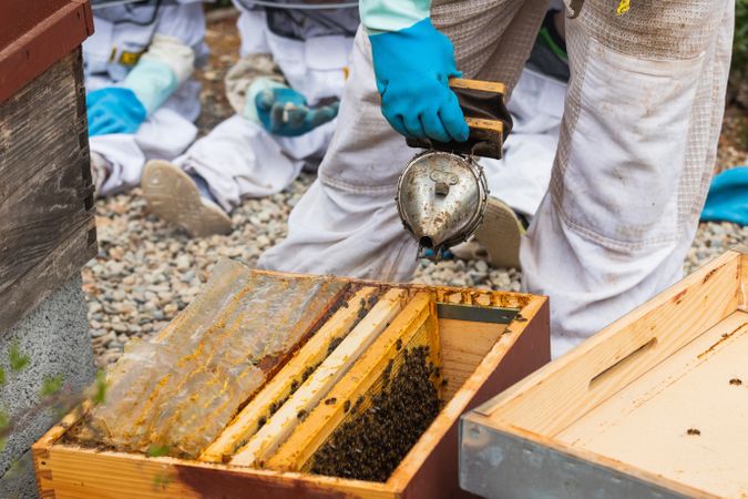 Male beekeeper using bee smoker in apiary