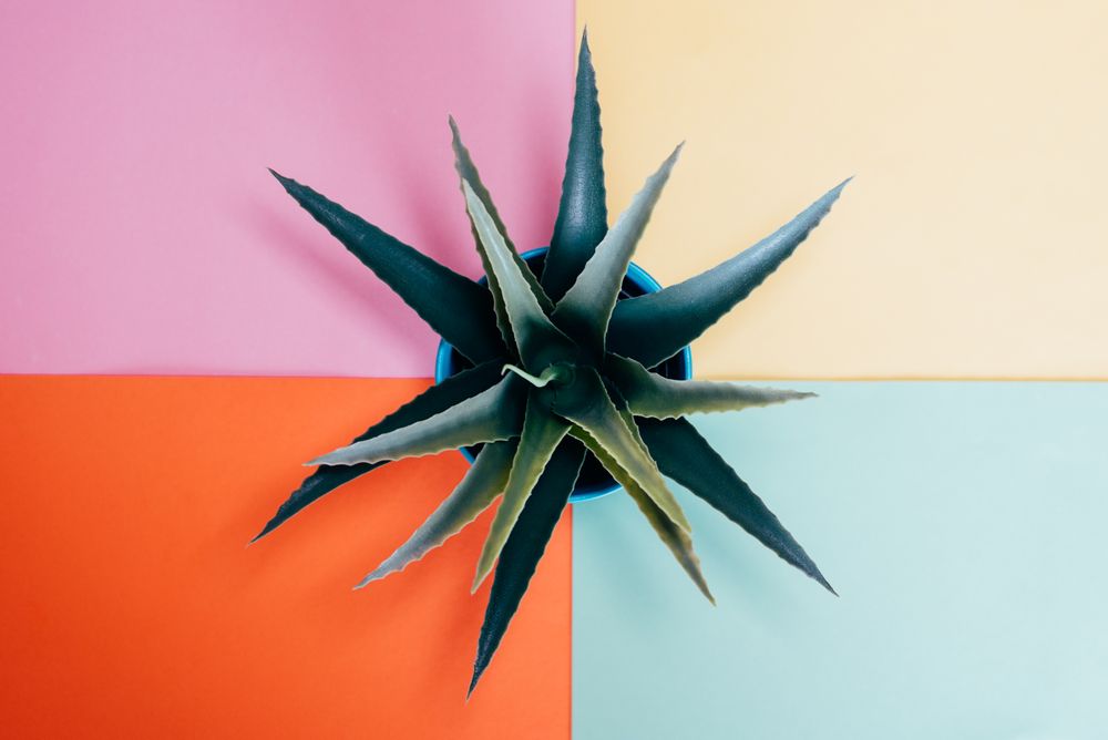 Aloe vera plant in a multicolor background
