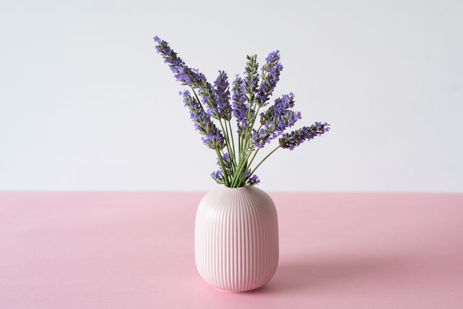 Vase of lavender flower in a pink
