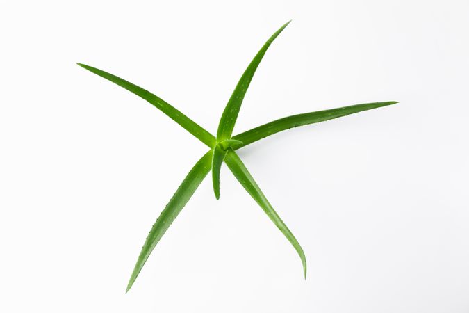 Aloe vera plant on plain background, top view and space for text. Natural treatment