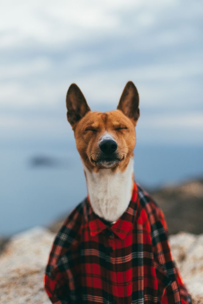Sleepy dog wearing plaid shirt on a cliff