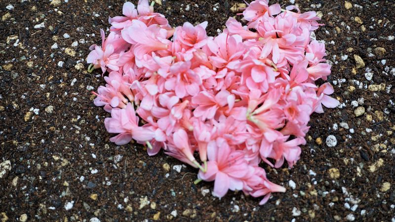 Pink heart-shaped petals on soil