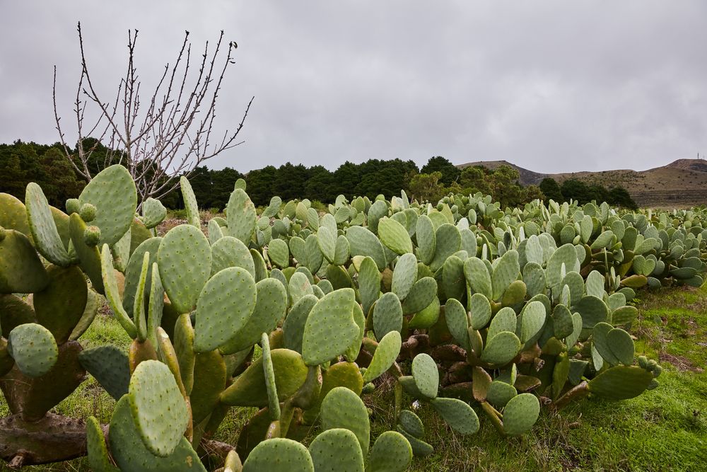 Growing green prickly pear cactuses in countryside