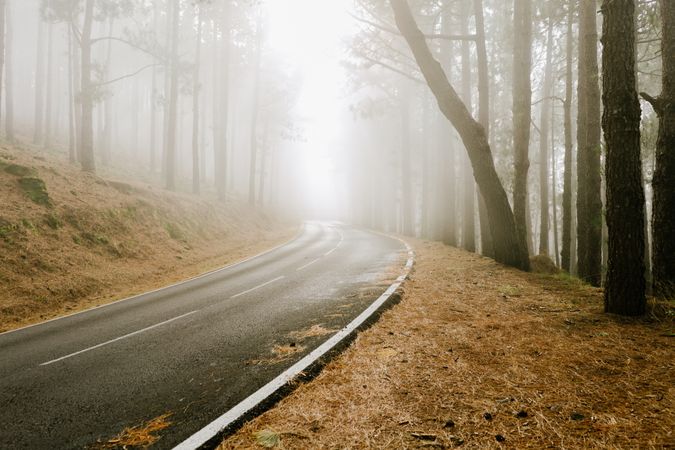 Asphalt road in foggy forest