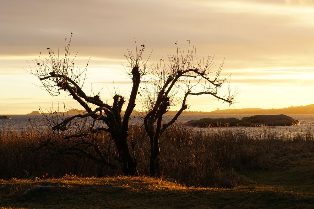 Peaceful seashore lake at sunset