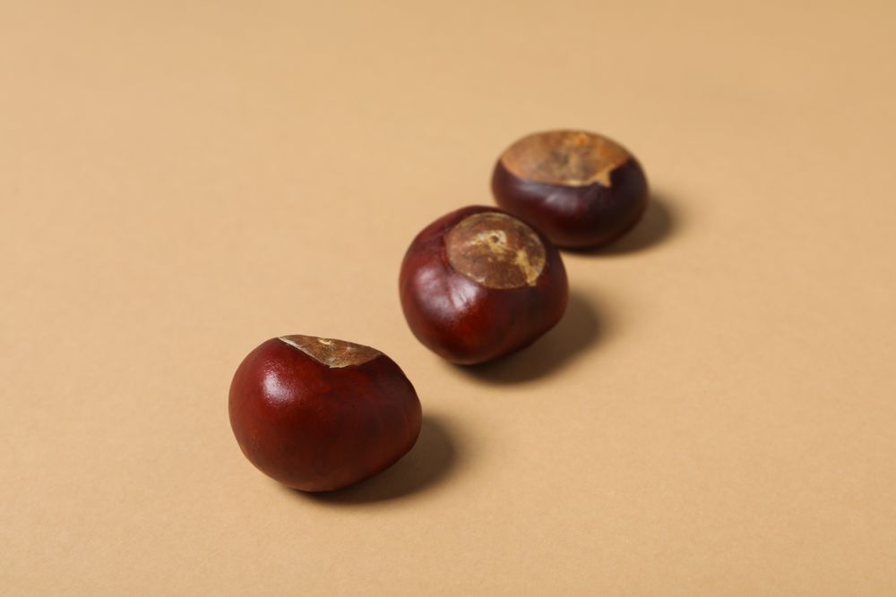 Fresh and ripe chestnuts, close up, Autumn chestnuts