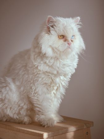 cat with heterochromia in room