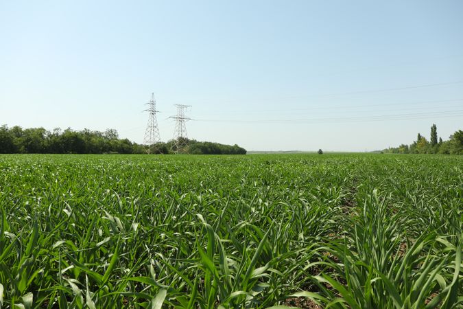 Corn field. Beautiful sunny day. Farming. Agriculture business
