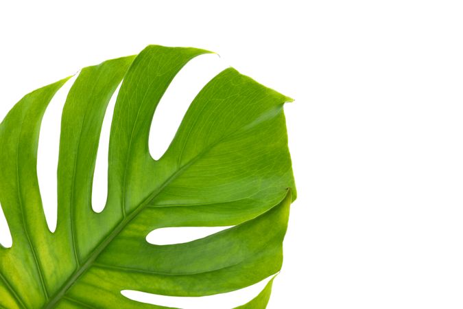 Green monstera leaf isolated on blank background