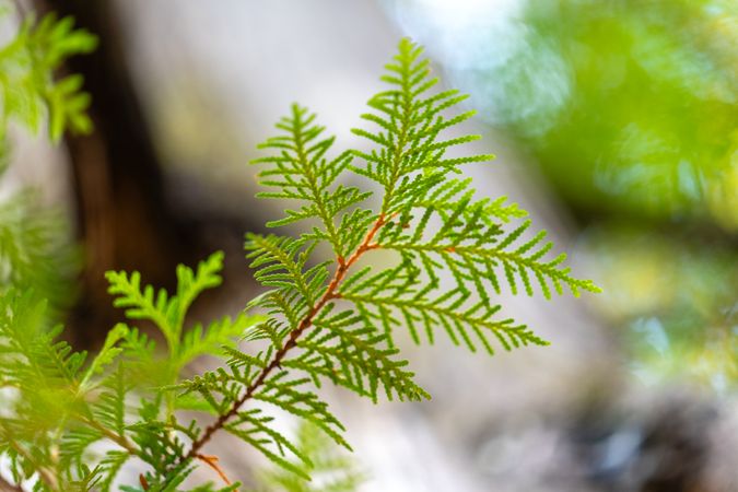 Close up of branch