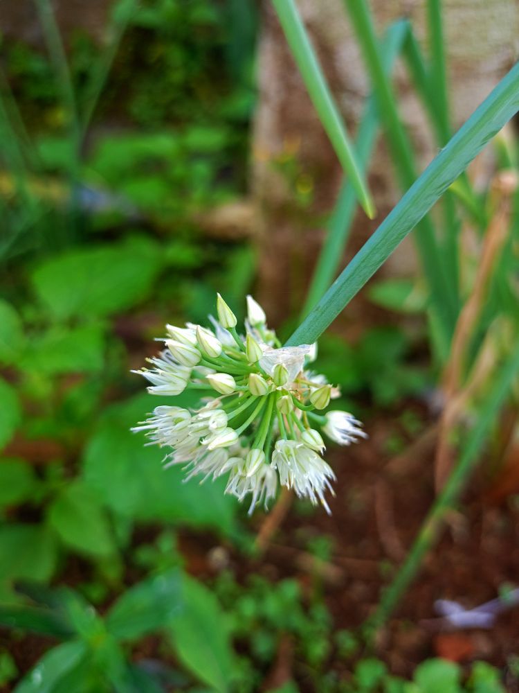 Onin Flower Stalk