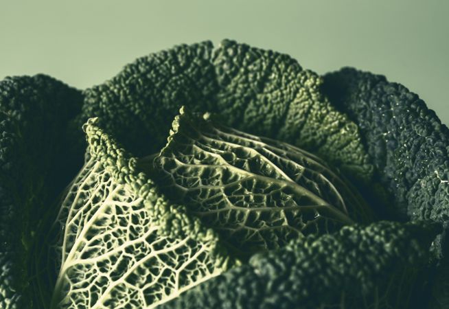 Green cabbage close-up