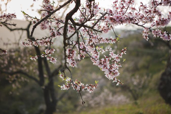 Tree branch with flowers in garden
