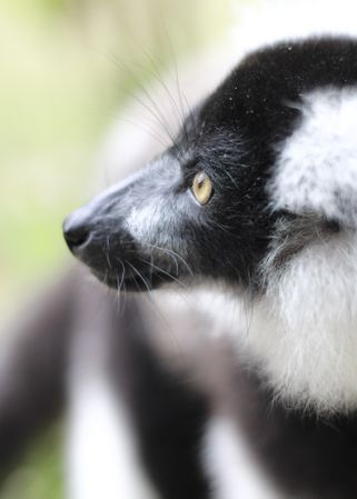 Funny lemur looking away