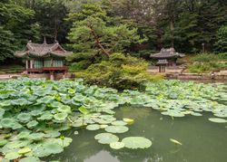 Pond with water lilies in amazing park