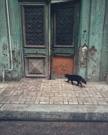 Dark cat near old peeling door