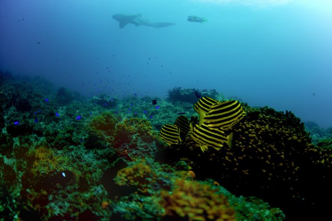 Striped fish at coral