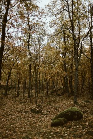 Beautiful deciduous forest in autumn