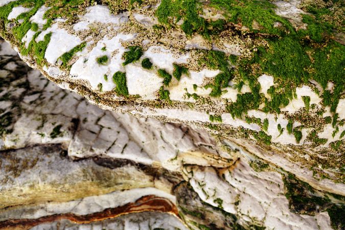 Closeup of green fluffy moss on stone