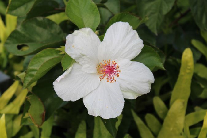 Hawaiian flower